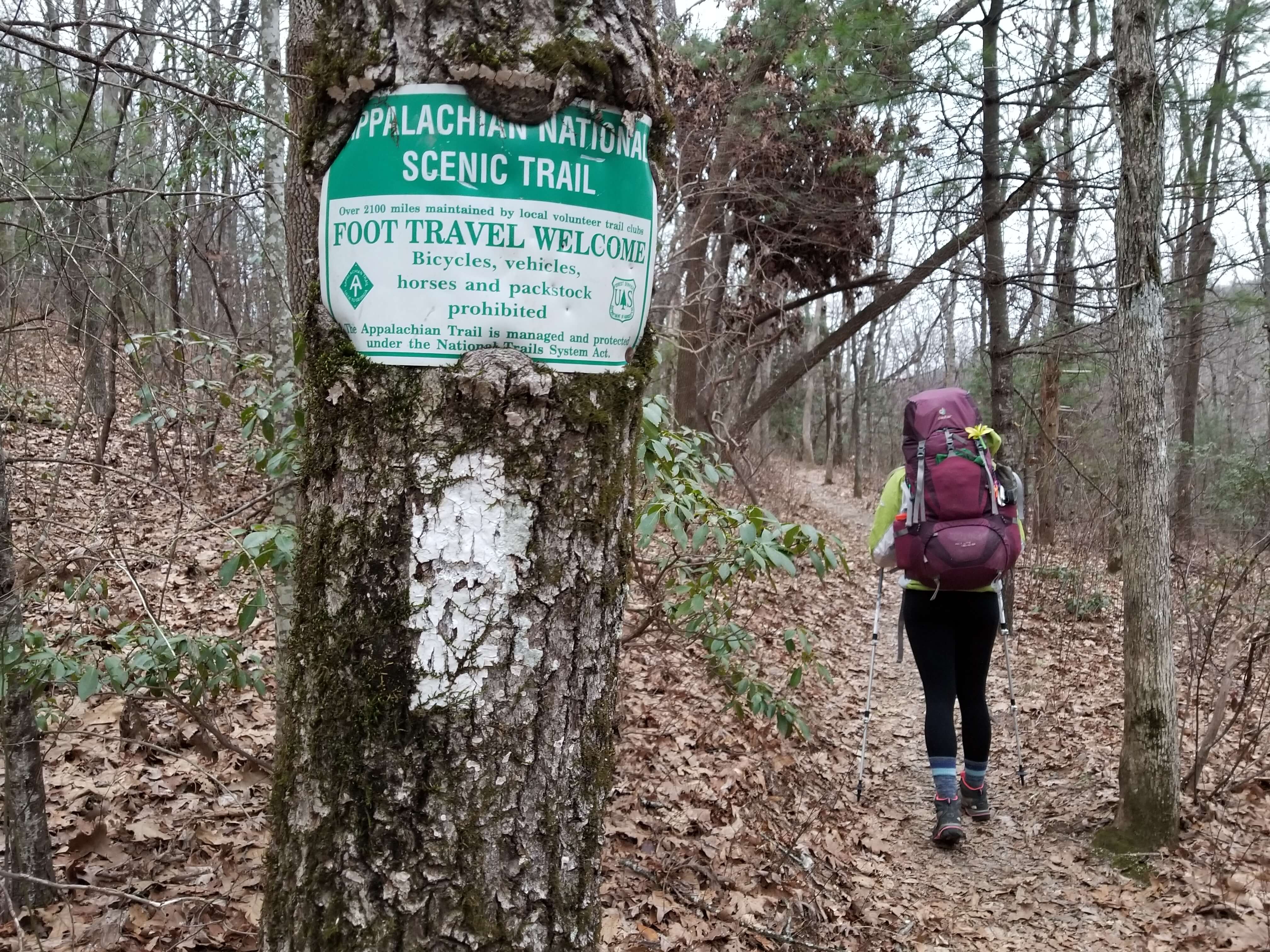 Appalachian Trail: Springer Mountain To Neel Gap Section Hiking Guide